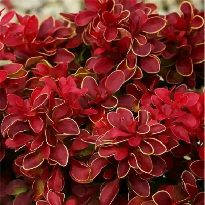 Барбарис РЕД ХОТ ЧИЛИ тунберга в Борисове