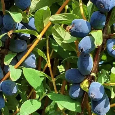 Жимолость съедобная КЛУБНИЧНАЯ СЕНСАЦИЯ в Борисове