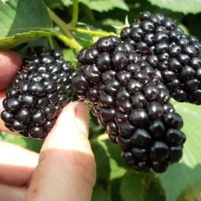 Ежевика НАТЧЕЗ бесшипная  в Борисове