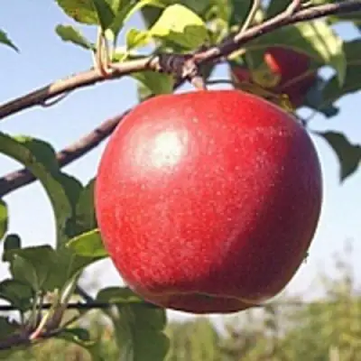 Яблоня ЛИГОЛ в Борисове