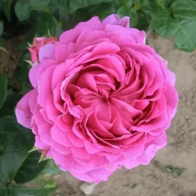 Роза АНУШКА чайно-гибридная в Борисове