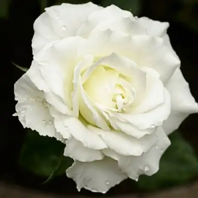 Роза МОНДИАЛЬ чайно-гибридная в Борисове