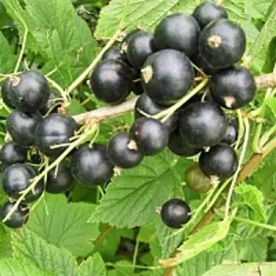 Смородина чёрная ЧЁРНЫЙ АИСТ в Борисове