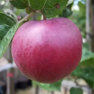 Яблоня НОРИС в Борисове