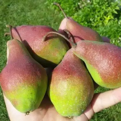 Груша ЯКОВЛЕВСКАЯ в Борисове