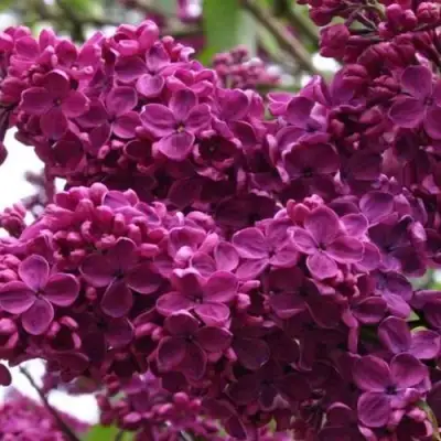 Сирень ЧАРЛЬЗ ДЖОЛИ в Борисове