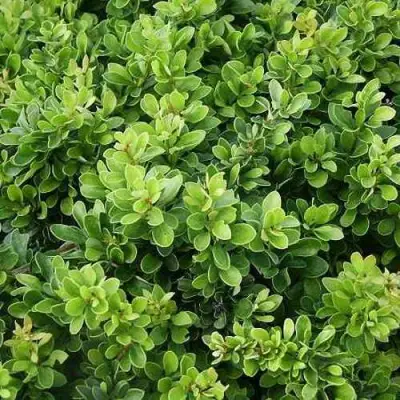 Барбарис КОБОЛЬД тунберга в Борисове