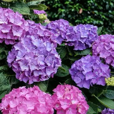 Гортензия ГАМБУРГ крупнолистная в Борисове