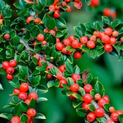 Кизильник горизонтальный в Борисове