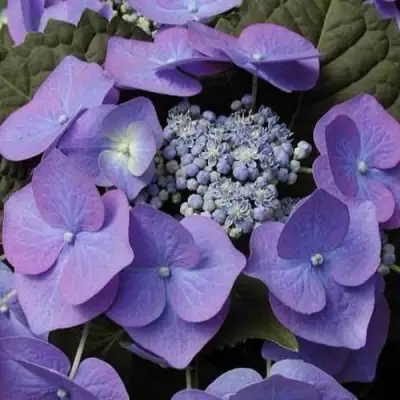 Гортензия БЛАУМАЙС (БЛАУМАЙЗЕ) крупнолистная в Борисове