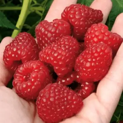 Малина РУБИФОЛ в Борисове