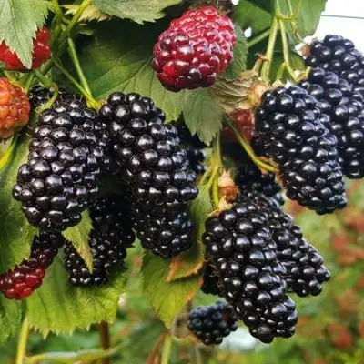 Ежевика НАТЧЕЗ бесшипная  в Борисове