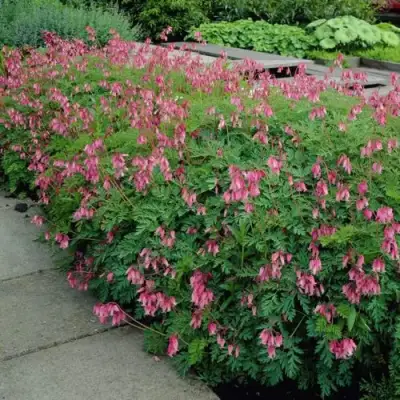 Дицентра изящная в Борисове