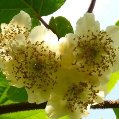 Актинидия АТЛАС (МУЖСКОЙ) киви в Борисове