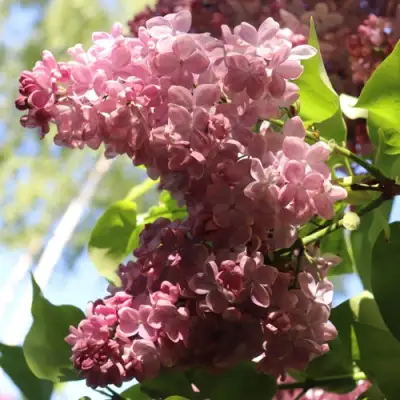 Сирень МЕДОВЫЙ СПАС в Борисове