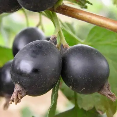 ЙОШТА в Борисове