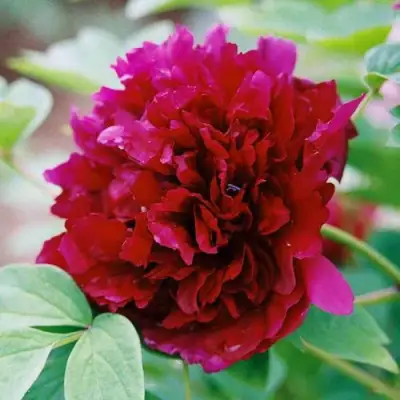 Пион ГАЛАКТИКА травянистый в Борисове