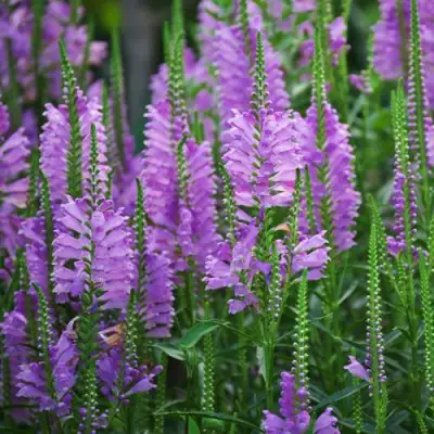 Физостегия РОЗЕЯ виргинская в Борисове