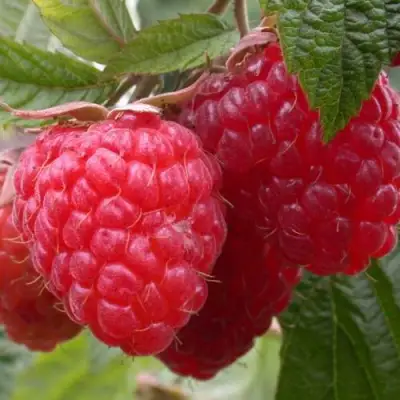 Малина ПИНГВИН в Борисове