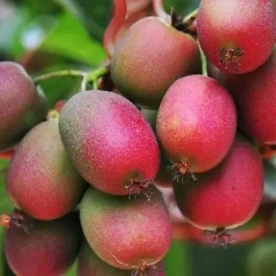 Актинидия ВЕЙКИ аргута в Борисове