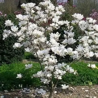 Магнолия АЛЬБА СУПЕРБА в Борисове