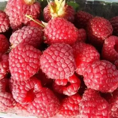 Малина ПОЛЕСЬЕ в Борисове