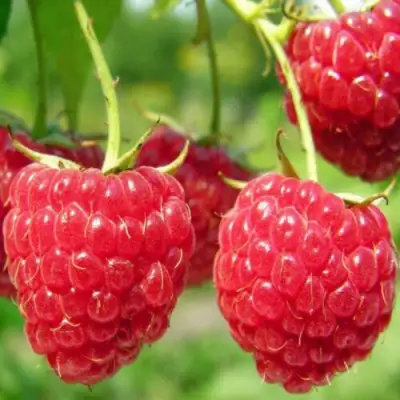 Малина ПИНГВИН в Борисове