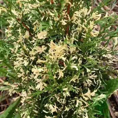 Туя БРАБАНТ ВАРИЕГАТТА западная в Борисове