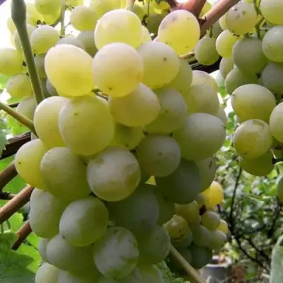 Виноград ТАЛИСМАН в Борисове
