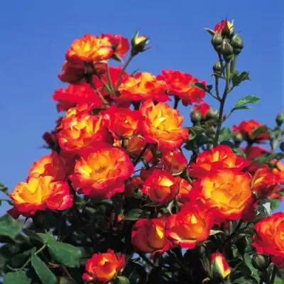 Роза ТАЙФУН спрей в Борисове