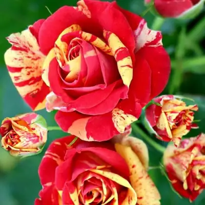 Роза ФАЙЕР ФЛЕШ спрей в Борисове