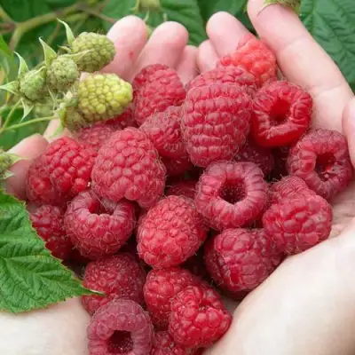 Малина МОЛЛИНГ ДЖУНО в Борисове