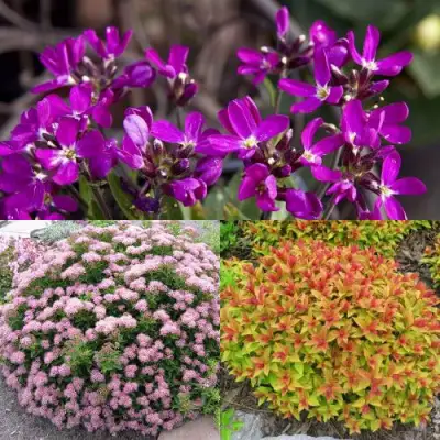 Комплект ЯПОНСКИЙ САД в Борисове