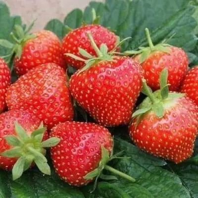 Клубника ЭЛЬСАНТА в Борисове