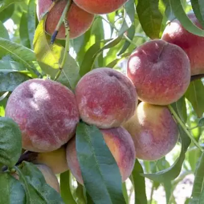 Персик ЗАРМЕНЮ в Борисове