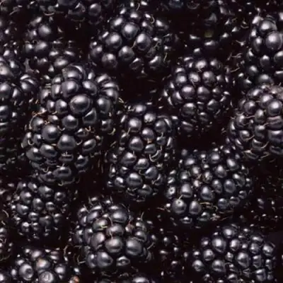 Ежевика ОРКАН бесшипная  в Борисове