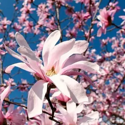 Магнолия РОЗЕЯ в Борисове