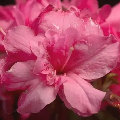 Азалия РОКОКО японская в Борисове