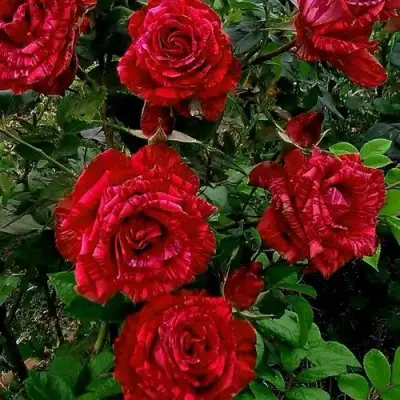 Роза РЕД ИНТУИШН чайно-гибридная в Борисове