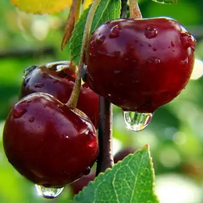 Вишня ЛАСУХА в Борисове