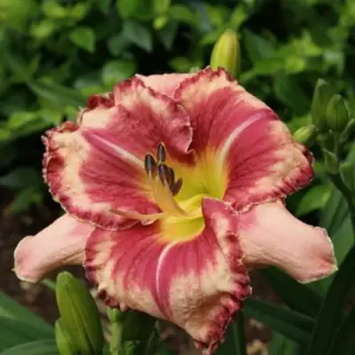 Лилейник АУТСТАНДИНГ гибридный в Борисове