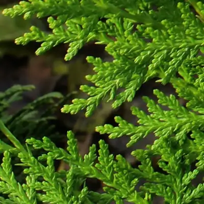 Туя восточная в Борисове