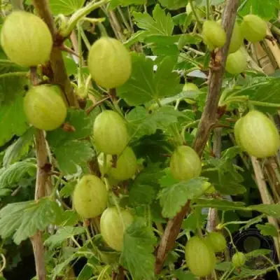 Крыжовник ИНВИКТА в Борисове