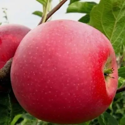 Яблоня АЙДАРЕД в Борисове