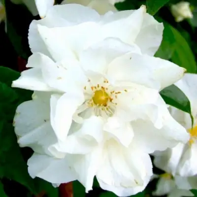 Жасмин РОЗАЦЕ в Борисове