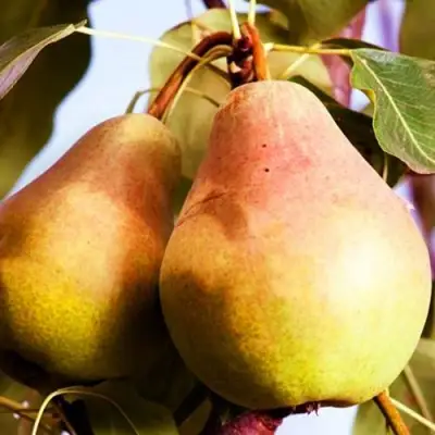 Груша СЛАДКАЯ ИЗ МЛИЕВА в Борисове