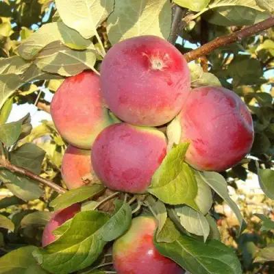 Яблоня ОРЛИК в Борисове