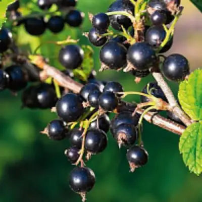 Смородина чёрная ЦЕРЕРА в Борисове