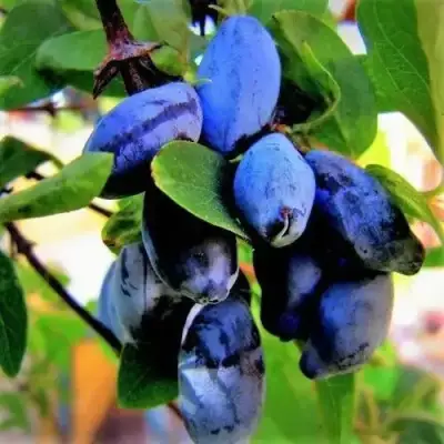 Жимолость съедобная БЛУ ТРЕЖЭ (ГОЛУБОЕ СОКРОВИЩЕ) в Борисове