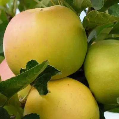 Яблоня БАНАНОВОЕ в Борисове